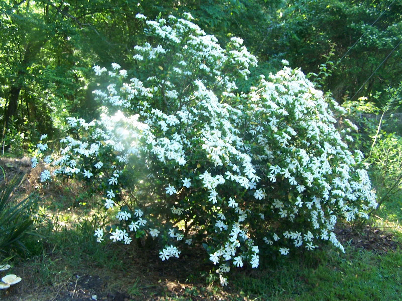 single odenwald