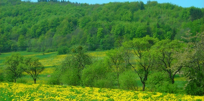 singletreff odenwald